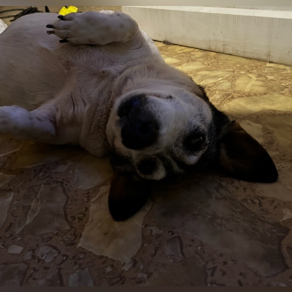 LIKE THIS TO BE NOTIFIED WHEN I AM LIVE!! - Picture 2 of 9